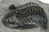 Detailed Hollardops Trilobite Fossil - Excellent Eye Facets #273423-1